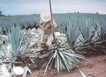Tequila1